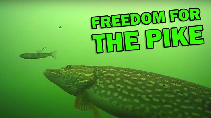 Yaron Brook_ When National Conservatives Echo Socialists_